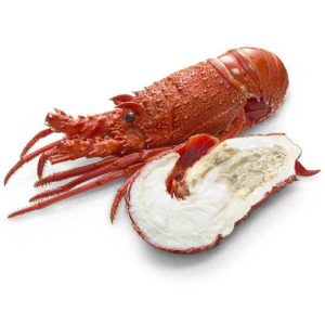 Lobster