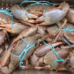 Queensland Mub Crabs